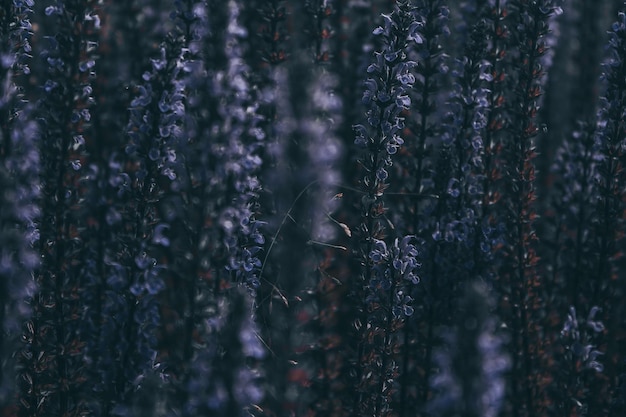 Sauge en fleurs Longues fleurs lumineuses de sauge de chêne Fond floral d'été bleu foncé