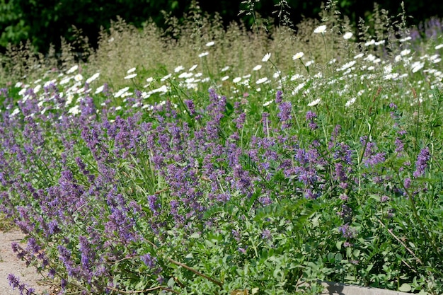 Sauge en fleurs par une belle journée d'été ensoleillée