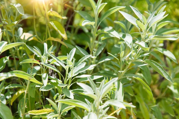 Sauge officinalis (Salvia officinalis) - stades de croissance