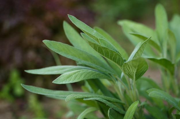 Sauge salvia officinalis Herbes du jardin