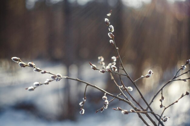 Photo le saule au printemps