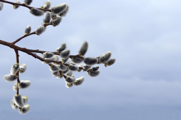 Saule en fleurs dans la forêt de printemps Saule pour Pâques