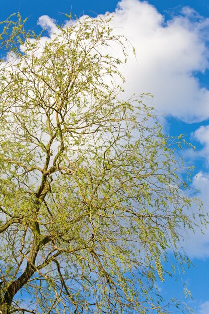 Saule en fleurs de printemps sur la surface du ciel