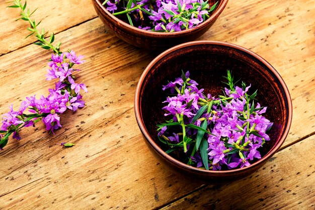 Saule-herbe ou sortie en fleurs