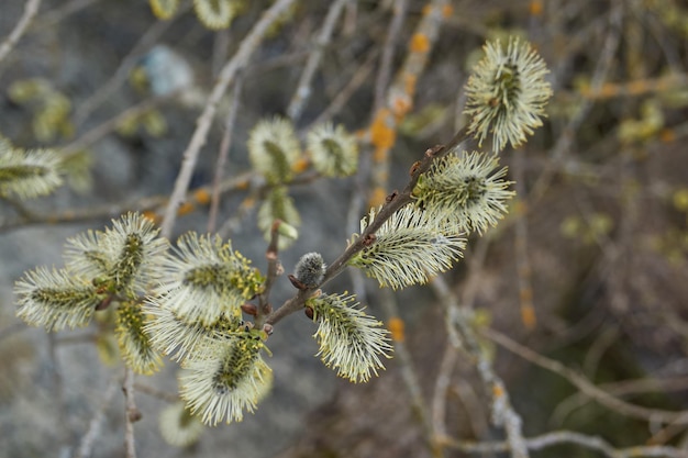 Le saule lat Salix fleurit les inflorescences des boucles d'oreilles ont fleuri