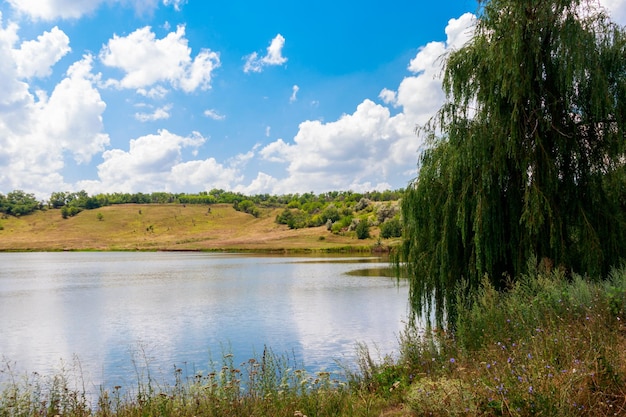 Saule pleureur ou saule de Babylone Salix Babylonica au bord d'un lac