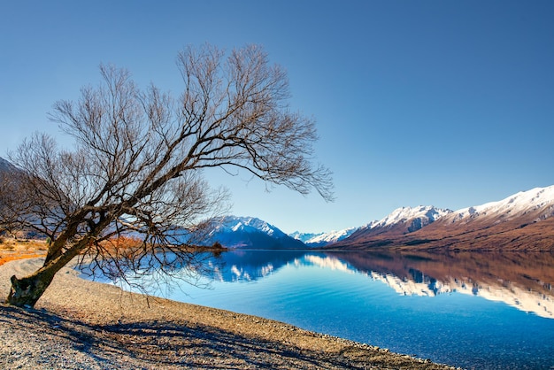 saule pointant vers les alpes du sud