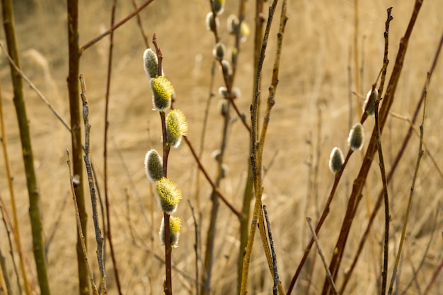 Saule de printemps