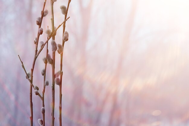 saule de saule / branches fleurissent, concept de printemps, vacances de Pâques, arrière-plan