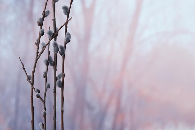 saule saule / branches fleurissent, concept de printemps, vacances de Pâques, arrière-plan