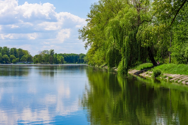 Saules penchés sur le lac en journée ensoleillée