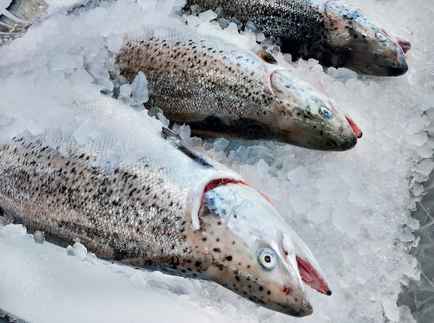 Le saumon frais sur glace se vend au supermarché ou au marché de fruits de mer.