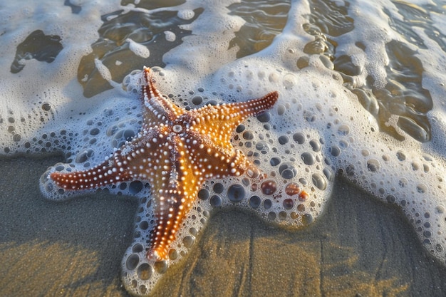 Saunter le long du rivage où les étoiles de mer créent un ai génératif
