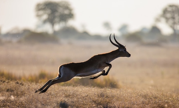 Saut d'antilope