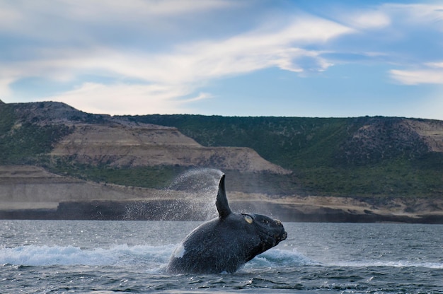 Saut de baleine franche australe, Péninsule Valdès, Patagonie, Argentine.