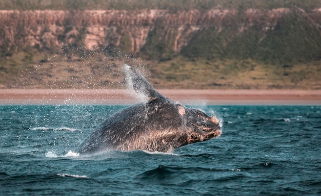 Saut baleine Patagonie