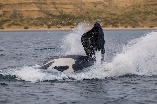 Photo saut baleine patagonie