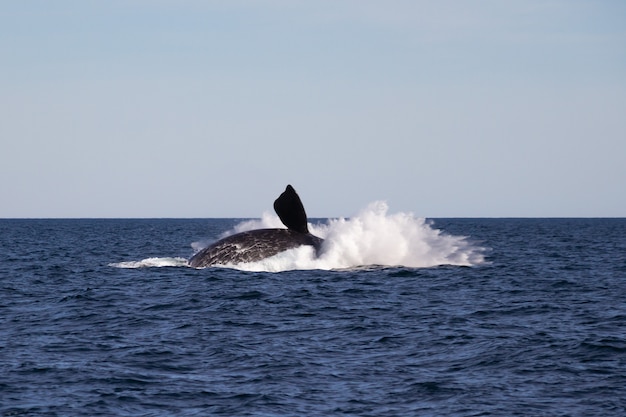 Saut de baleine.