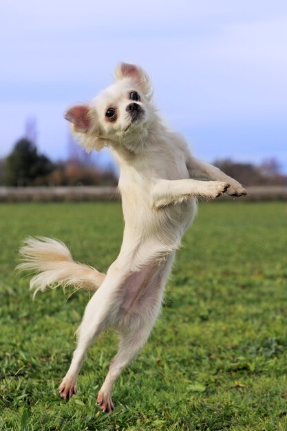 Saut de chihuahua