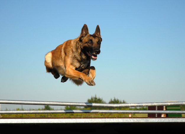 Photo saut malinois