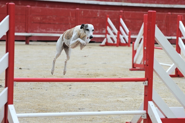 Saut de whippet en compétition d'agilité