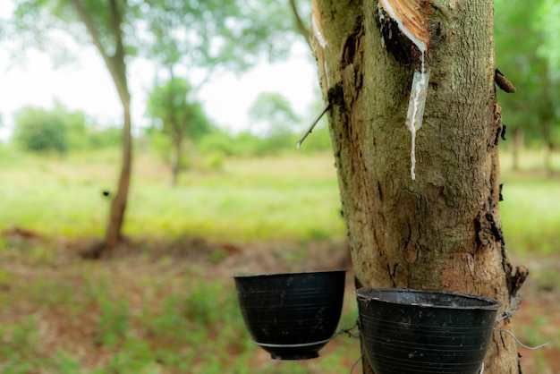 Sauter du caoutchouc dans un jardin d'arbres à caoutchouc Latex naturel extrait de l'hévéa Para Arbre à caoutchouc