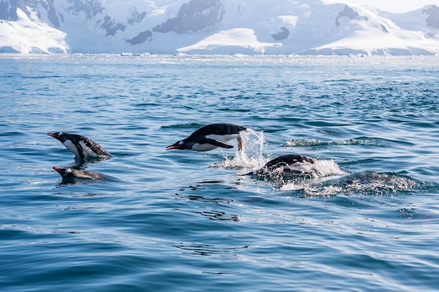 Sauter un grand groupe de péguins dans l'eau de l'Antarctique