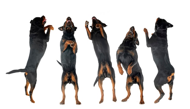 Photo sauter des rottweilers en studio