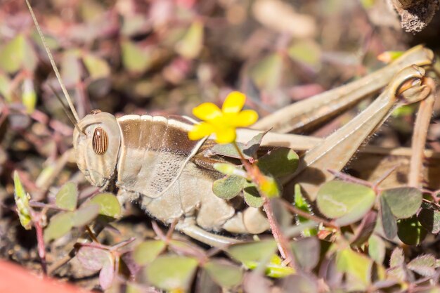 Sauterelle Acanthacris ruficornis dans l'herbe