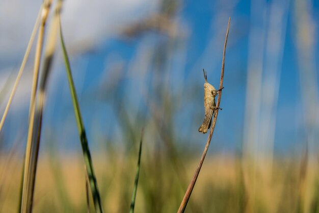 Une sauterelle assise dans l'herbe se bouchent. Une sauterelle verte. Photo macro d'une sauterelle (insecte)