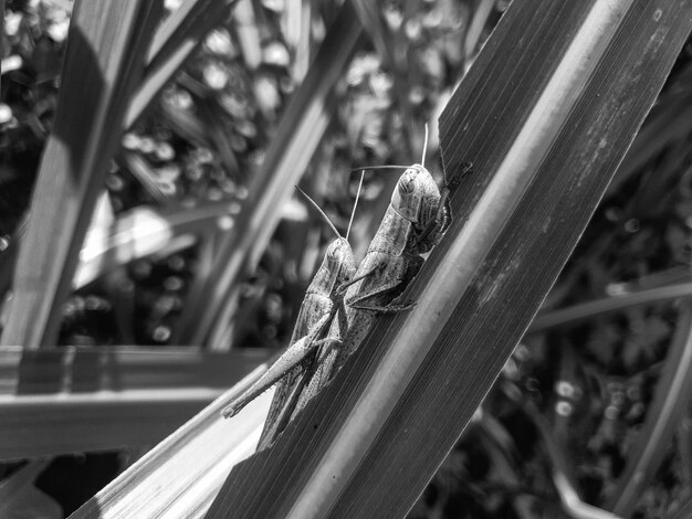 Sauterelle blanche noire sur le fond de feuille d'herbe belle nature tonifiant la conception de la nature du printemps