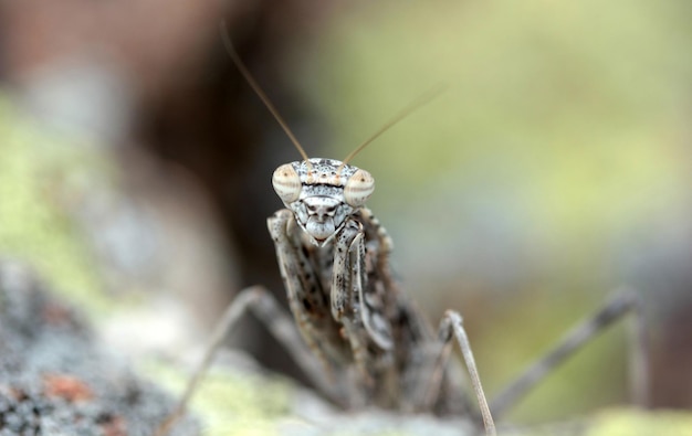 Sauterelle camouflée sur un rocher