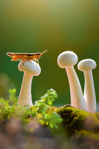 sauterelle sur champignon avec fond vert