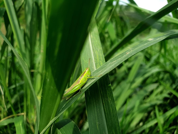 Sauterelle commune sur craspedia sous la lumière du soleil sur une feuille d'herbe avec une photo gratuite floue