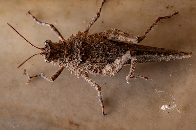 Sauterelle à cornes courtes de la famille des Ommexechidae