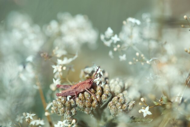 Sauterelle dans le jardin de rêve.