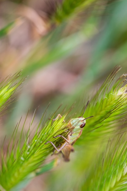 Sauterelle dans son environnement naturel.