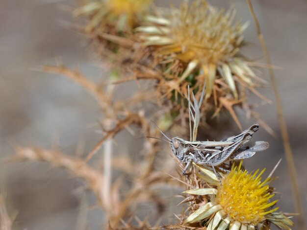 Sauterelle dans son milieu naturel