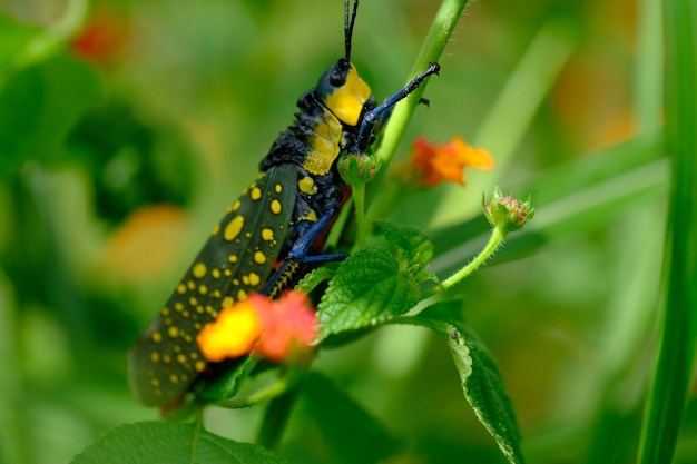 La sauterelle du diable est une sauterelle colorée qui appartient à la famille des Pyrgomorphidae. Naturel.