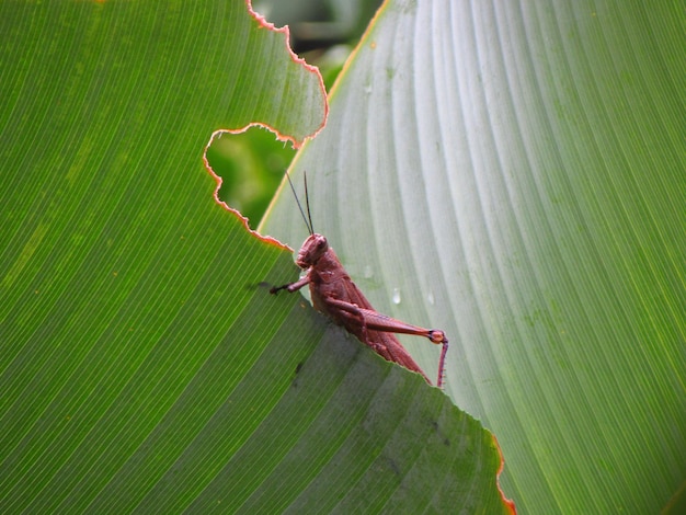 Une sauterelle est assise sur une feuille dans la forêt tropicale.