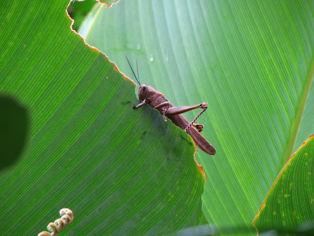 Une sauterelle est assise sur une feuille verte avec le mot herbe dessus.