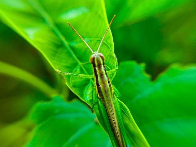 Sauterelle sur une feuille avec un arrière-plan flou Animal macro photo