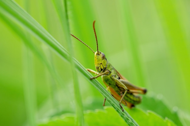 Sauterelle sur la feuille d'herbe se bouchent. Sauterelle verte. Photo macro d'une sauterelle.