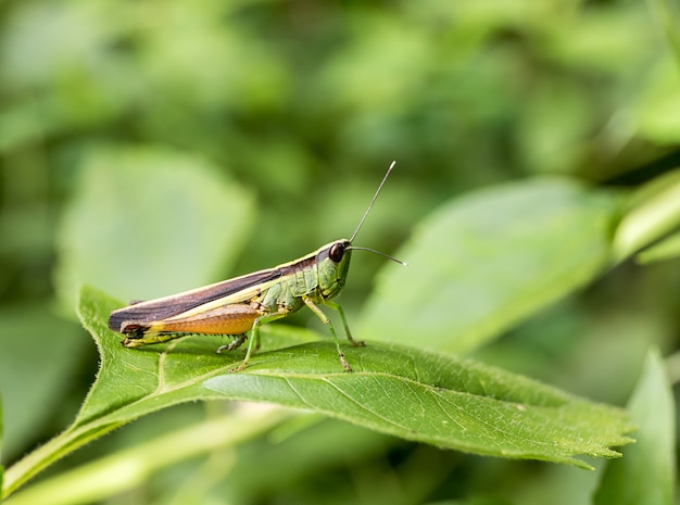 Sauterelle sur feuille verte dans la forêt