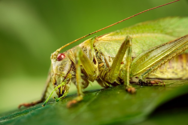 Sauterelle sur un fond vert Macro Shot