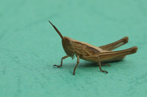 sauterelle sur le fond vert