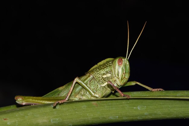 Une sauterelle géante repose sur une feuille. Monde macro de Bali, Indonésie.