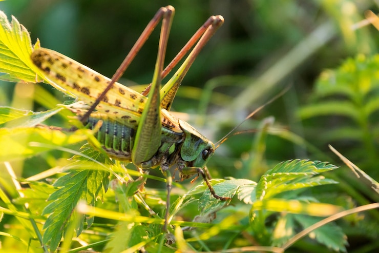 Photo sauterelle sur l'herbe