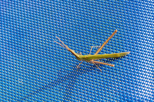 Photo une sauterelle insecte une sauterelle se trouve sur une surface en maille bleue