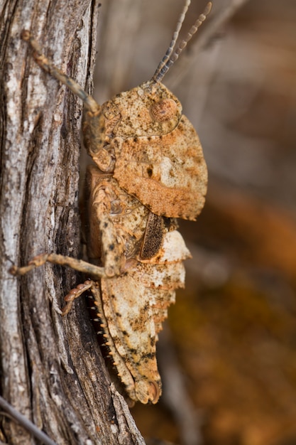 Sauterelle (Ocnerodes fallaciosus)